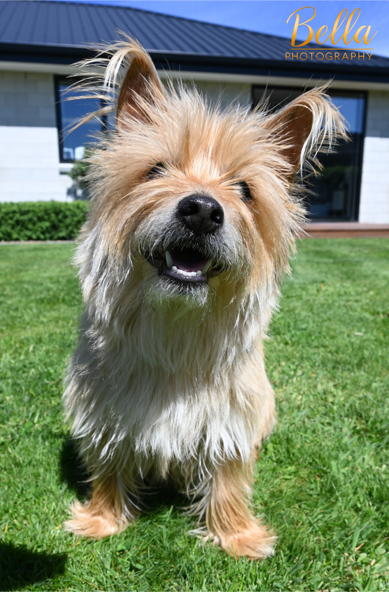 Pippin candid shot